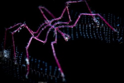Spider
Location :Tulamben Indonesias
Canon 5dsr
Canon ... by Yung Sen Wu 